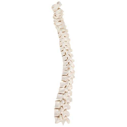 Complete Disarticulated Human Skeleton Bundle, 3 Part Human Skull, Life Size Bones, Articulated Hand U622