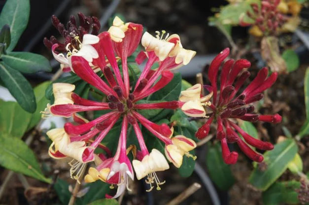 Peaches and Cream Honeysuckle Live Shrub 2.25 gal V597