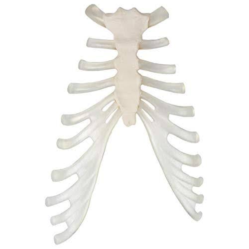 Complete Disarticulated Human Skeleton Bundle, 3 Part Human Skull, Life Size Bones, Articulated Hand U622