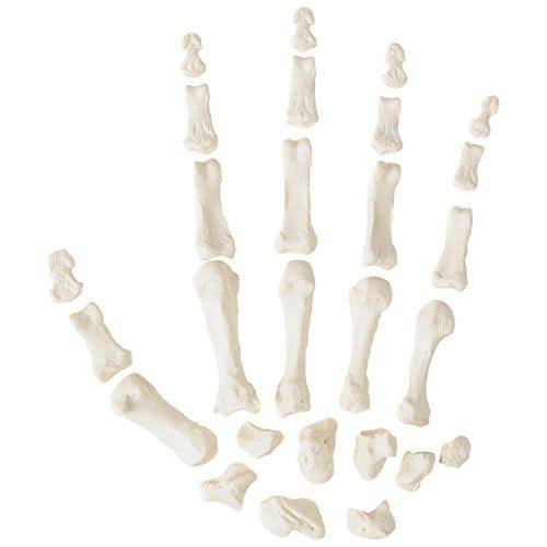 Complete Disarticulated Human Skeleton Bundle, 3 Part Human Skull, Life Size Bones, Articulated Hand U622