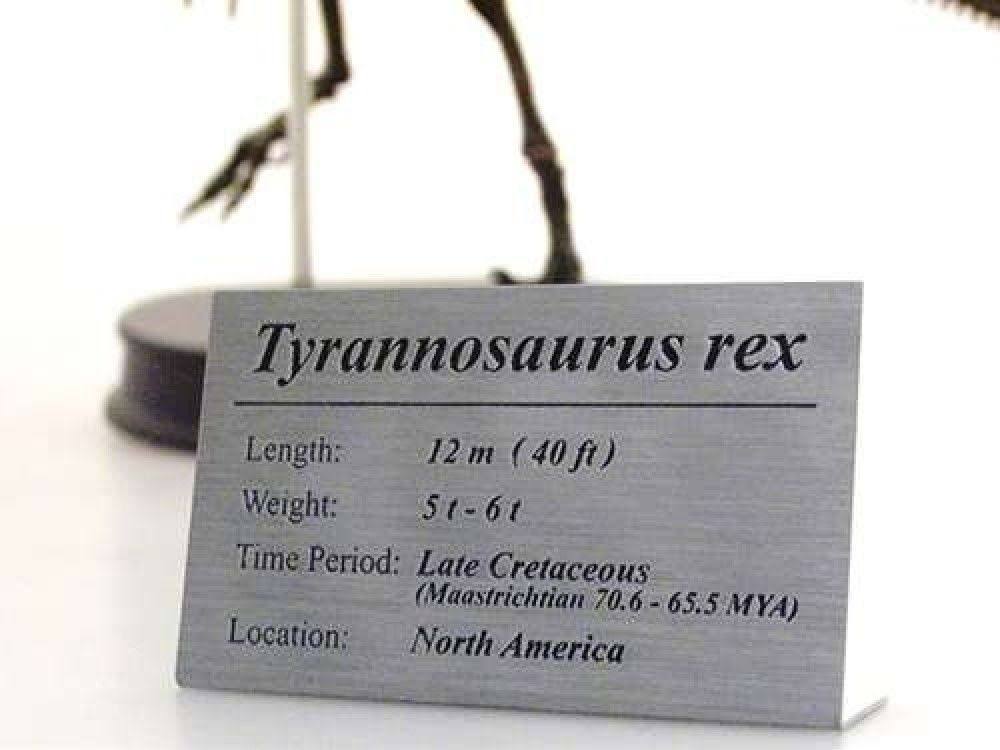 Tyrannosaurus Rex Dinosaur Figure Fossil Skeleton 1/20 Scale H5305
