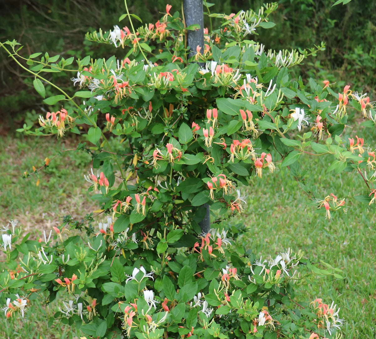 Peaches and Cream Honeysuckle Live Shrub 2.25 gal V597