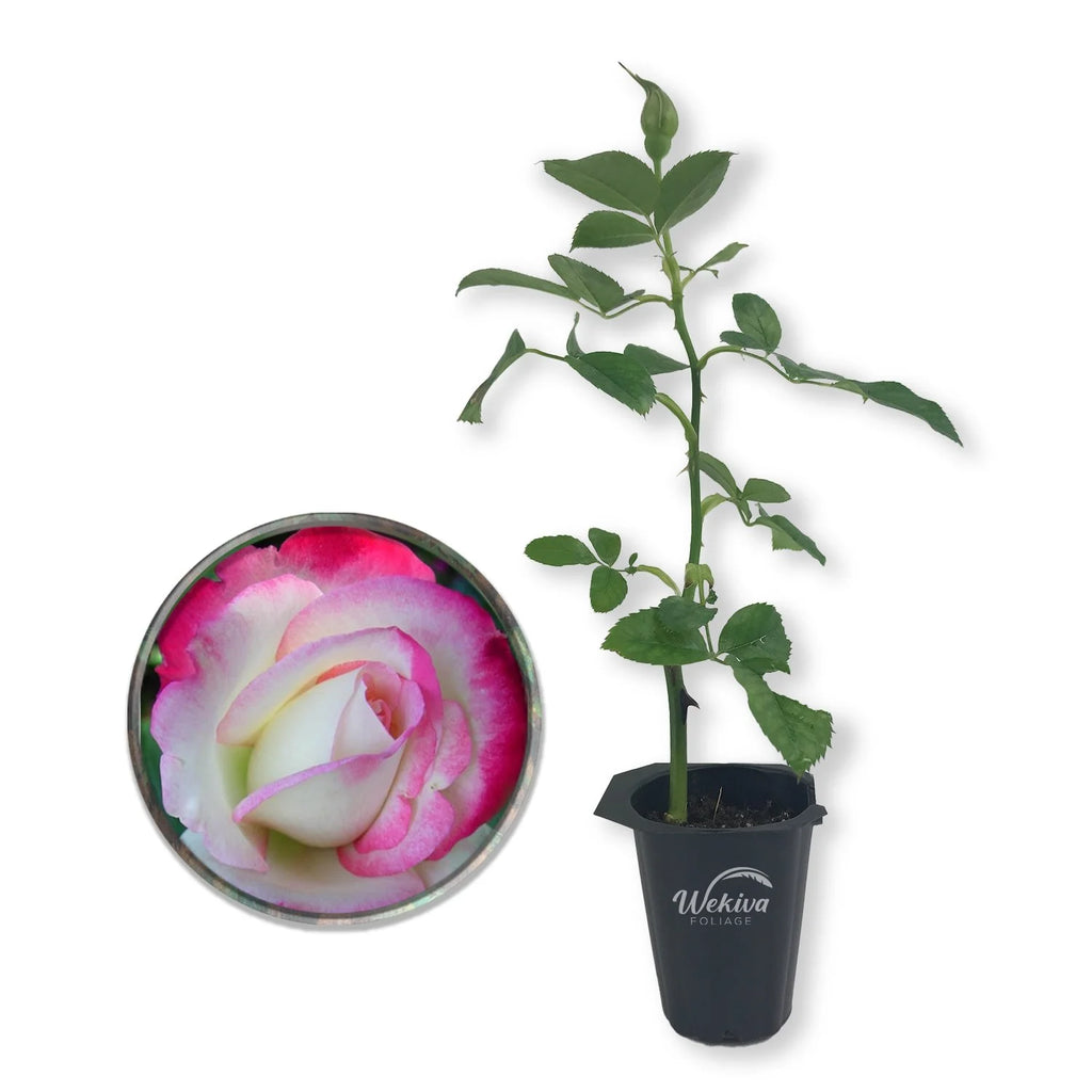 Cherry Parfait Rose Bush Live Starter Plant in a 2 Inch Pot U63490