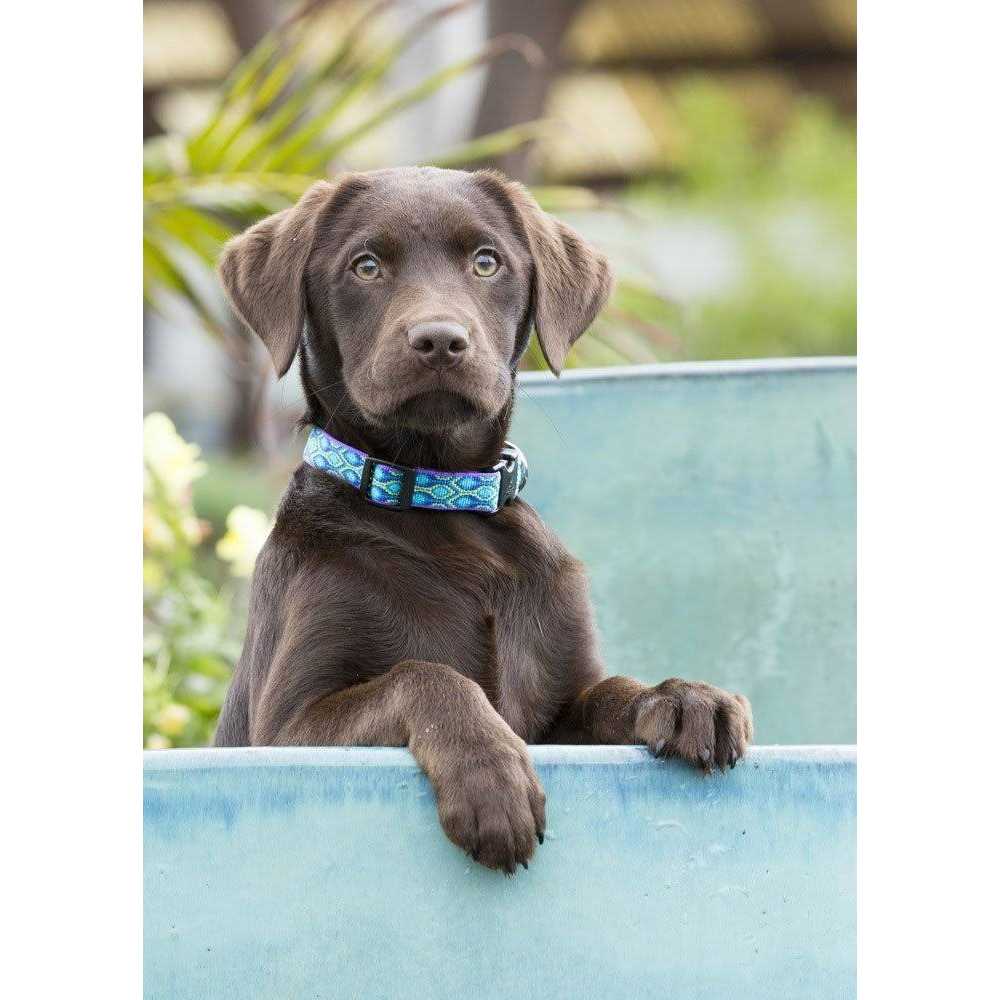 Dog Collar H626