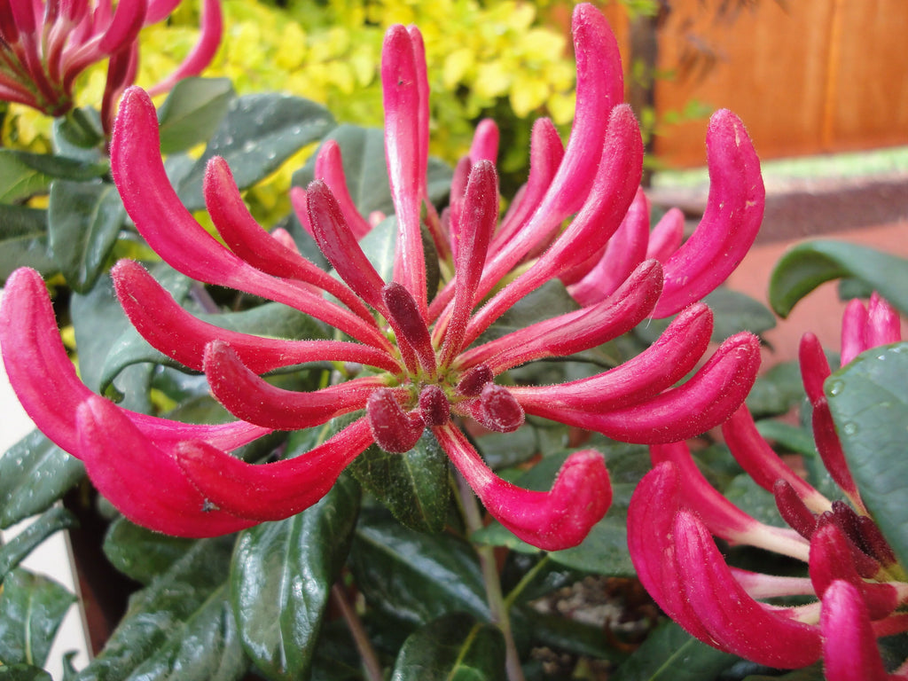 Peaches and Cream Honeysuckle Live Shrub 2.25 gal V597