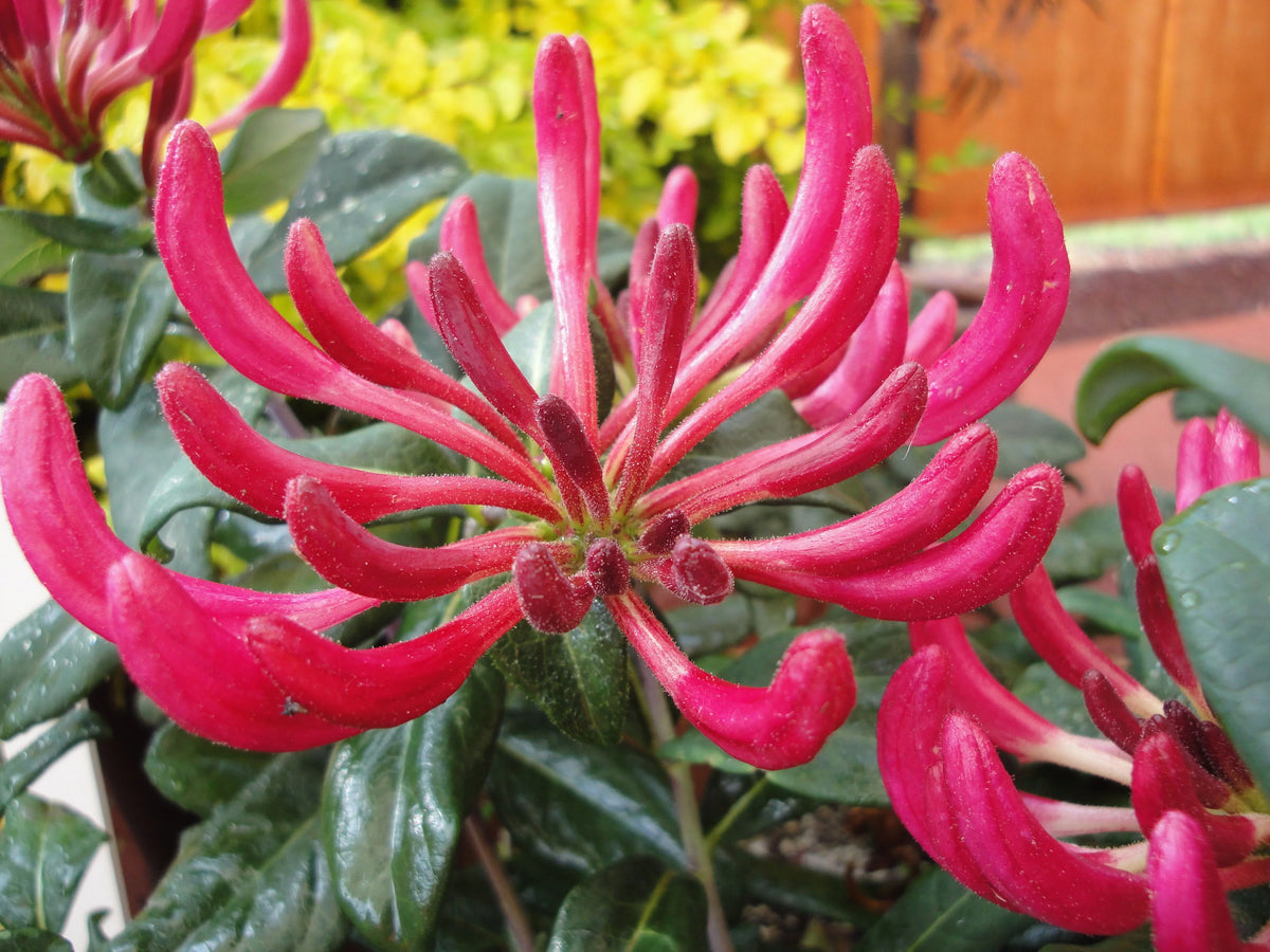 Peaches and Cream Honeysuckle Live Shrub 2.25 gal V597