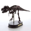 Tyrannosaurus Rex Dinosaur Figure Fossil Skeleton 1/20 Scale H5305