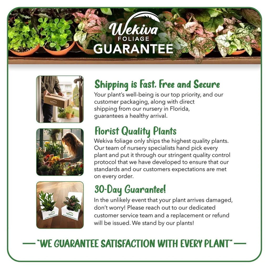Cherry Parfait Rose Bush Live Starter Plant in a 2 Inch Pot U63490