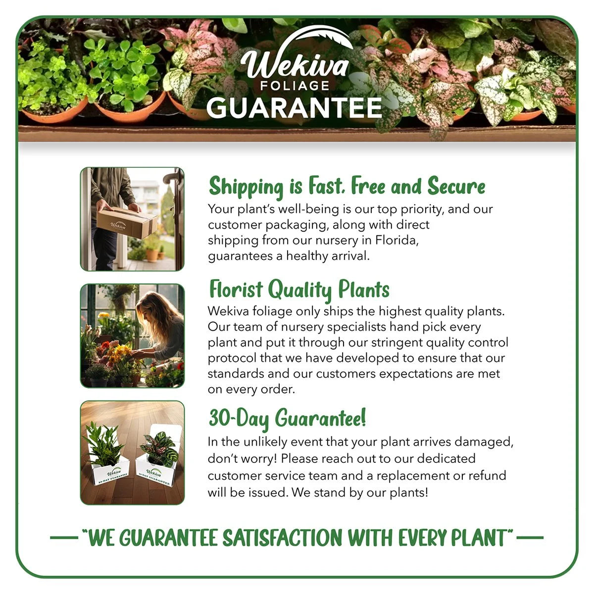 Cherry Parfait Rose Bush Live Starter Plant in a 2 Inch Pot U63490