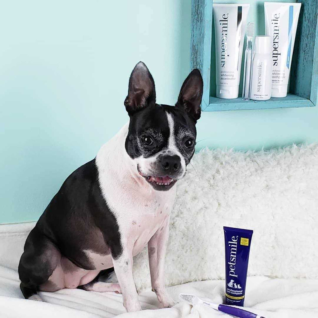 Dog Toothpaste O57441