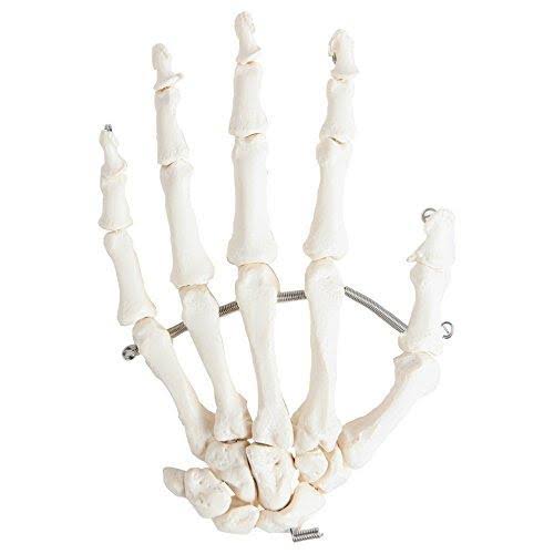 Complete Disarticulated Human Skeleton Bundle, 3 Part Human Skull, Life Size Bones, Articulated Hand U622