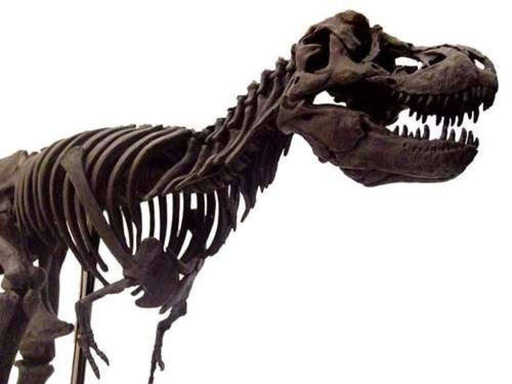 Tyrannosaurus Rex Dinosaur Figure Fossil Skeleton 1/20 Scale H5305
