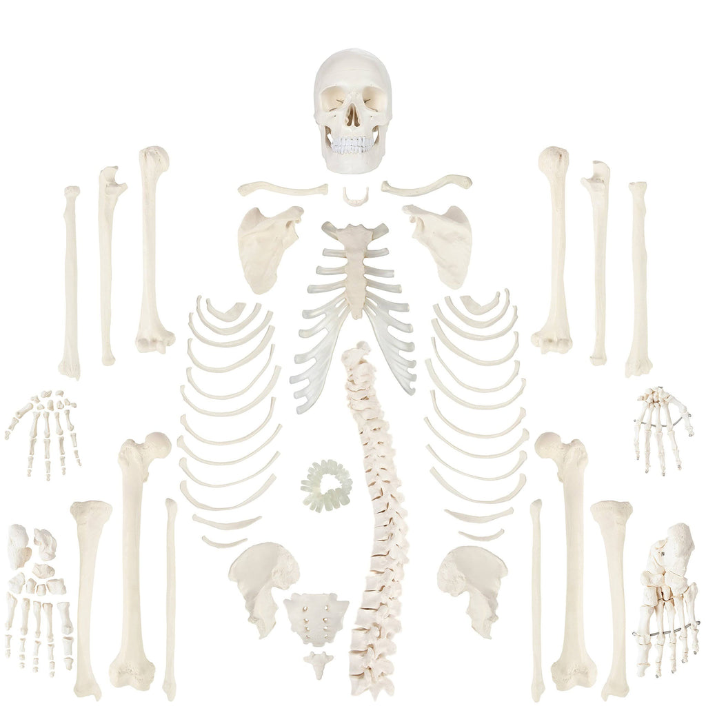 Complete Disarticulated Human Skeleton Bundle, 3 Part Human Skull, Life Size Bones, Articulated Hand U622