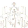 Complete Disarticulated Human Skeleton Bundle, 3 Part Human Skull, Life Size Bones, Articulated Hand U622