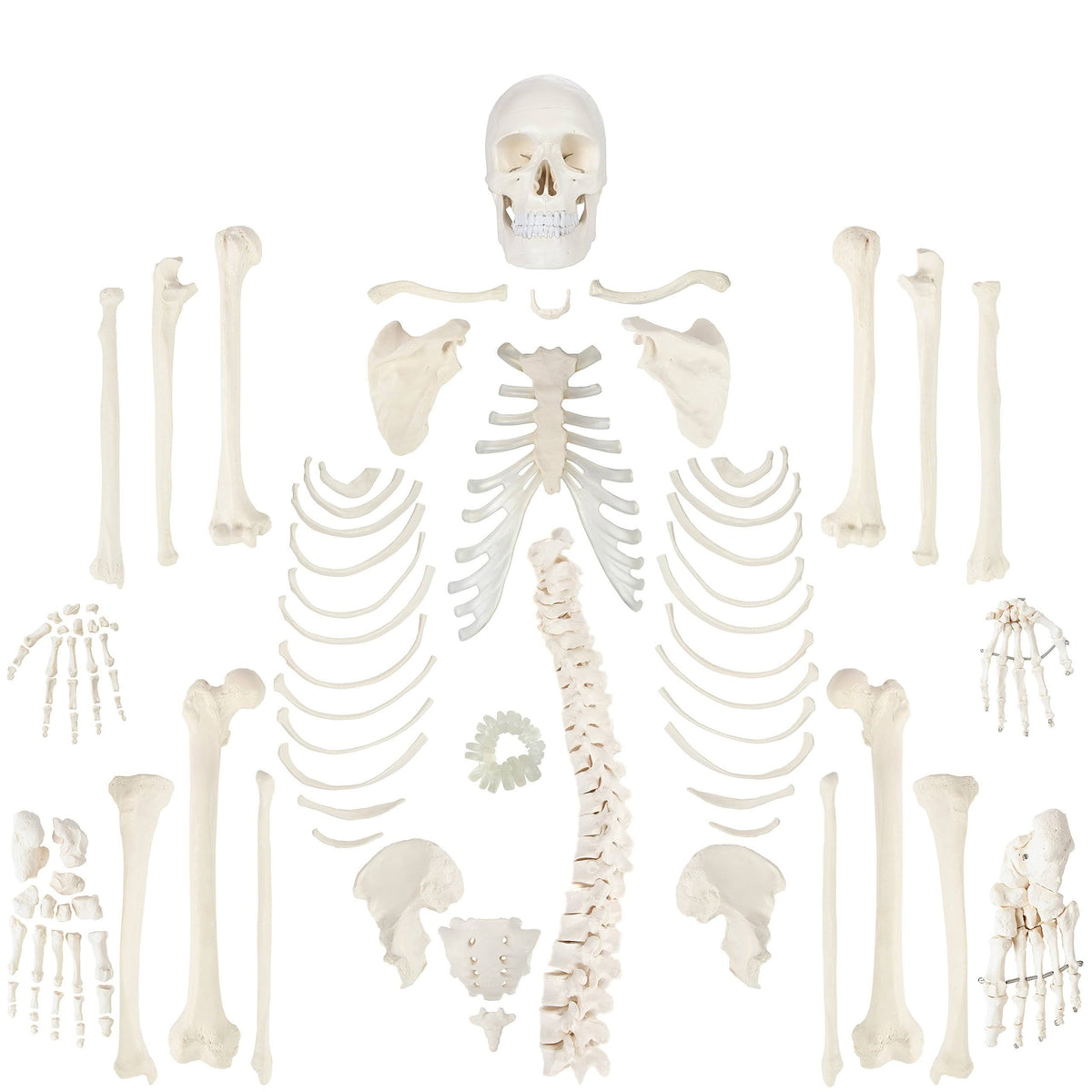 Complete Disarticulated Human Skeleton Bundle, 3 Part Human Skull, Life Size Bones, Articulated Hand U622