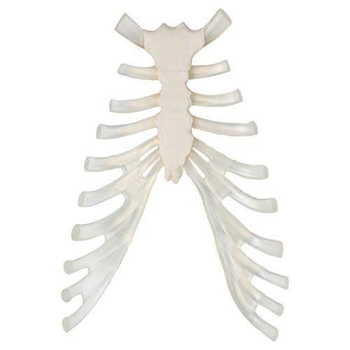 Complete Disarticulated Human Skeleton Bundle, 3 Part Human Skull, Life Size Bones, Articulated Hand U622
