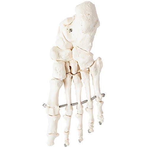 Complete Disarticulated Human Skeleton Bundle, 3 Part Human Skull, Life Size Bones, Articulated Hand U622