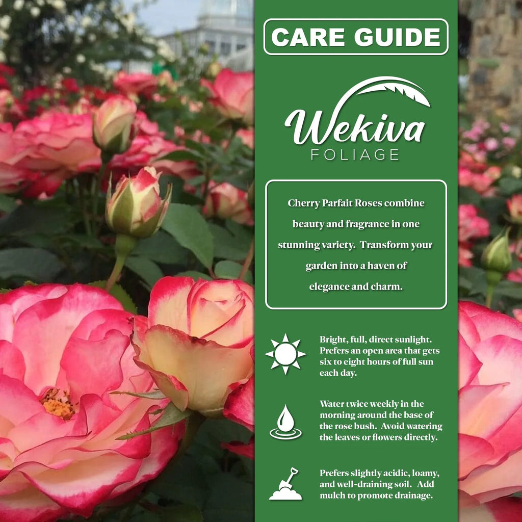 Cherry Parfait Rose Bush Live Starter Plant in a 2 Inch Pot U63490