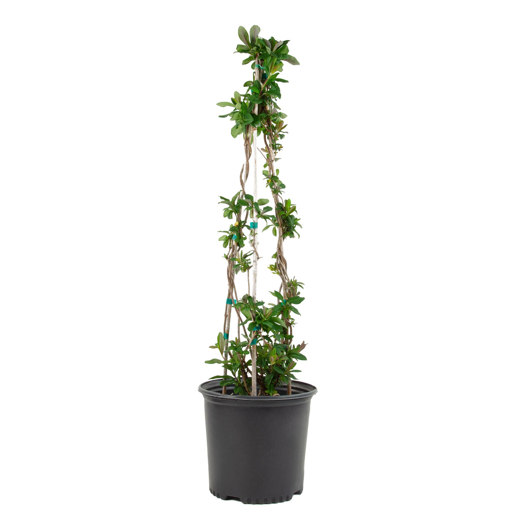 Peaches and Cream Honeysuckle Live Shrub 2.25 gal V597
