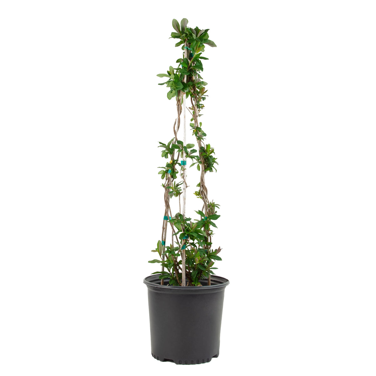 Peaches and Cream Honeysuckle Live Shrub 2.25 gal V597