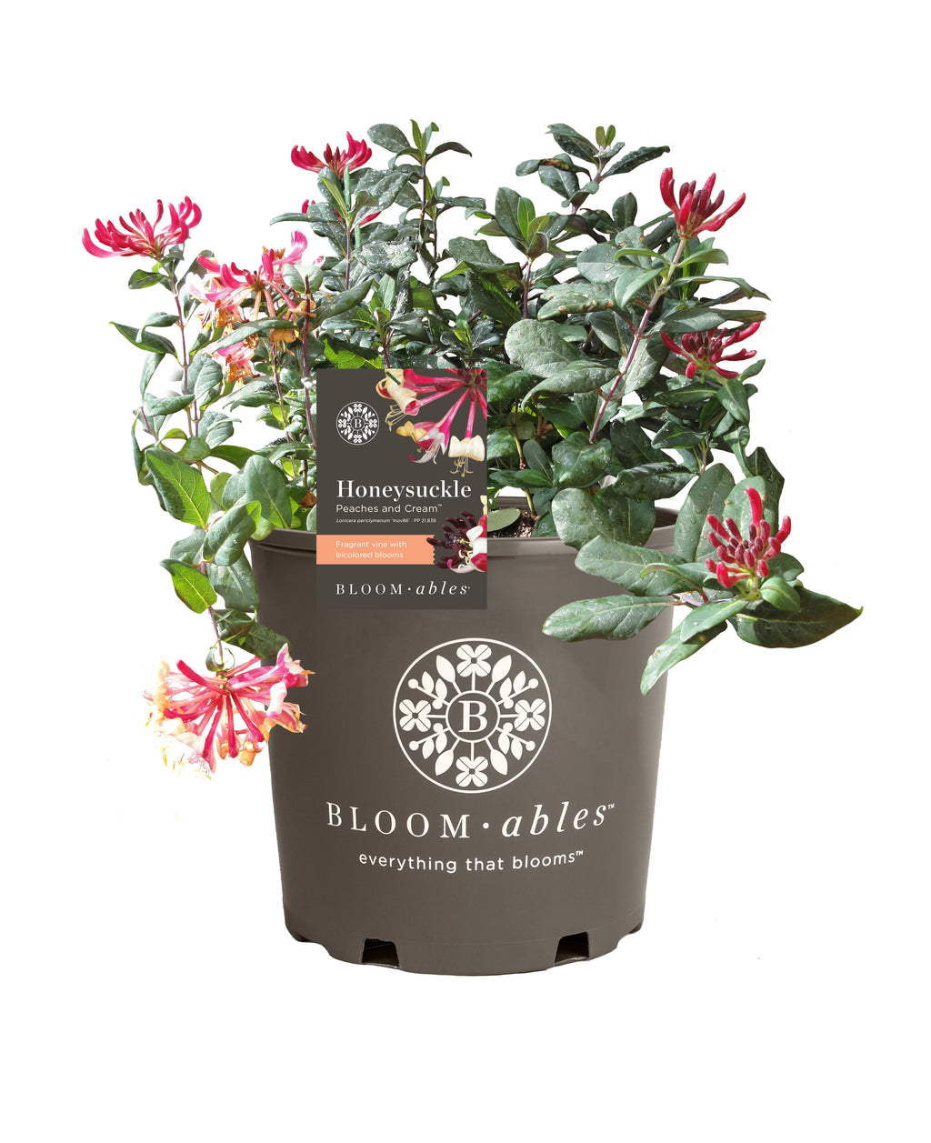 Peaches and Cream Honeysuckle Live Shrub 2.25 gal V597