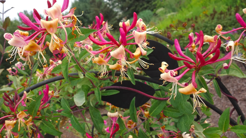 Peaches and Cream Honeysuckle Live Shrub 2.25 gal V597