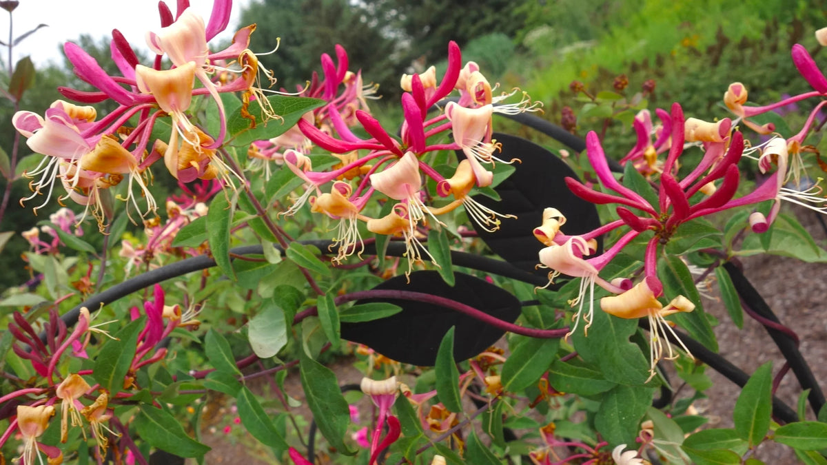 Peaches and Cream Honeysuckle Live Shrub 2.25 gal V597
