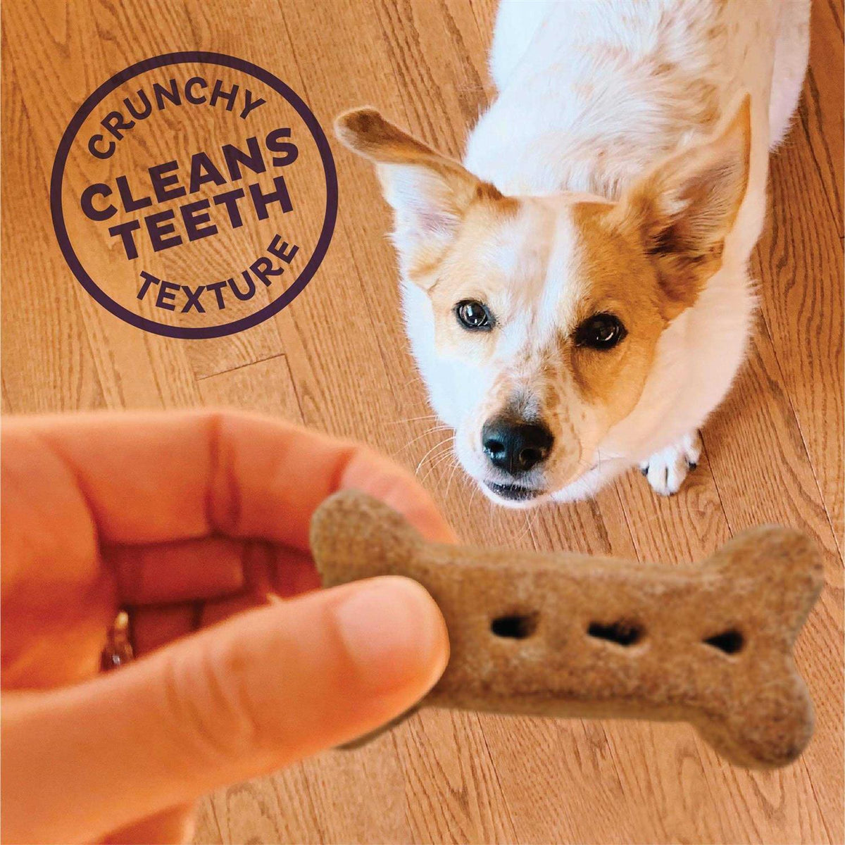 Natural Large Biscuits Dog Treats P91614